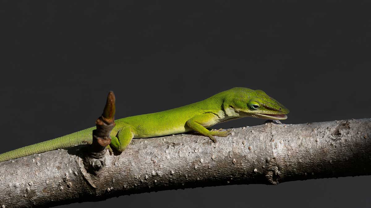 Anolis vert