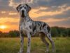 Le Dogue Allemand : caractère, santé, alimentation, budget et quotidien