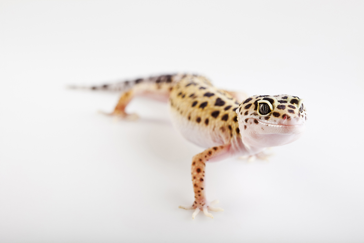 Gecko léopard