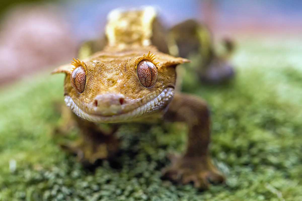Gecko à crête