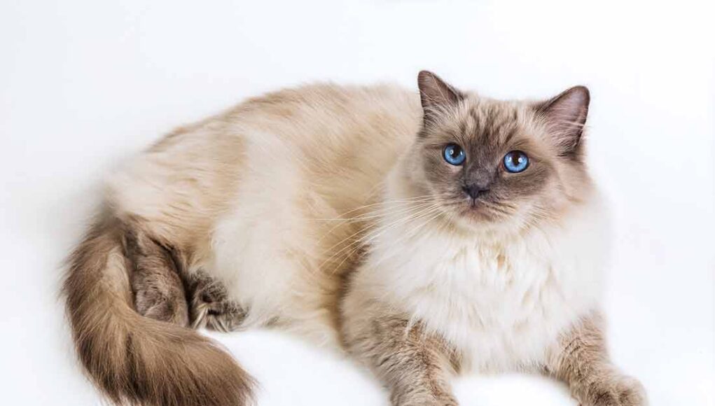 race de chat Ragdoll