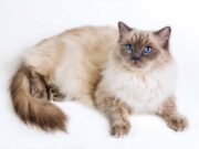 Le Ragdoll : caractère, santé, alimentation, prix et entretien race de chat Ragdoll
