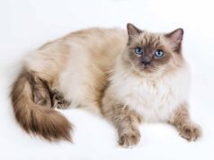 Le Ragdoll : caractère, santé, alimentation, prix et entretien race de chat Ragdoll