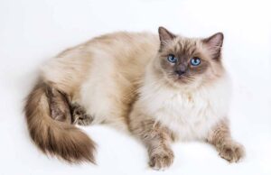 Le Ragdoll : caractère, santé, alimentation, prix et entretien race de chat Ragdoll