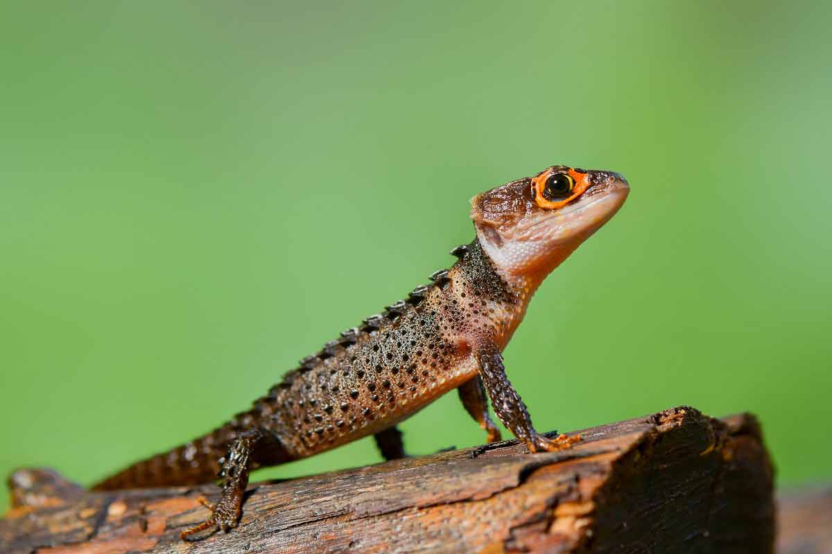 Scinque crocodile