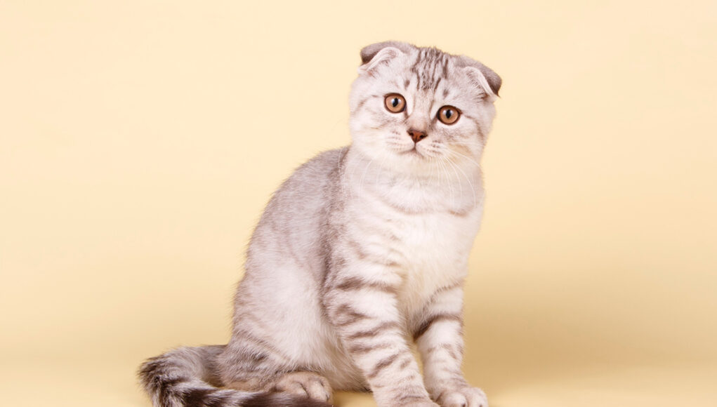 race de chat Scottish Fold