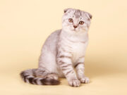 Le Scottish Fold : caractère, santé, entretien, prix et alimentation race de chat Scottish Fold