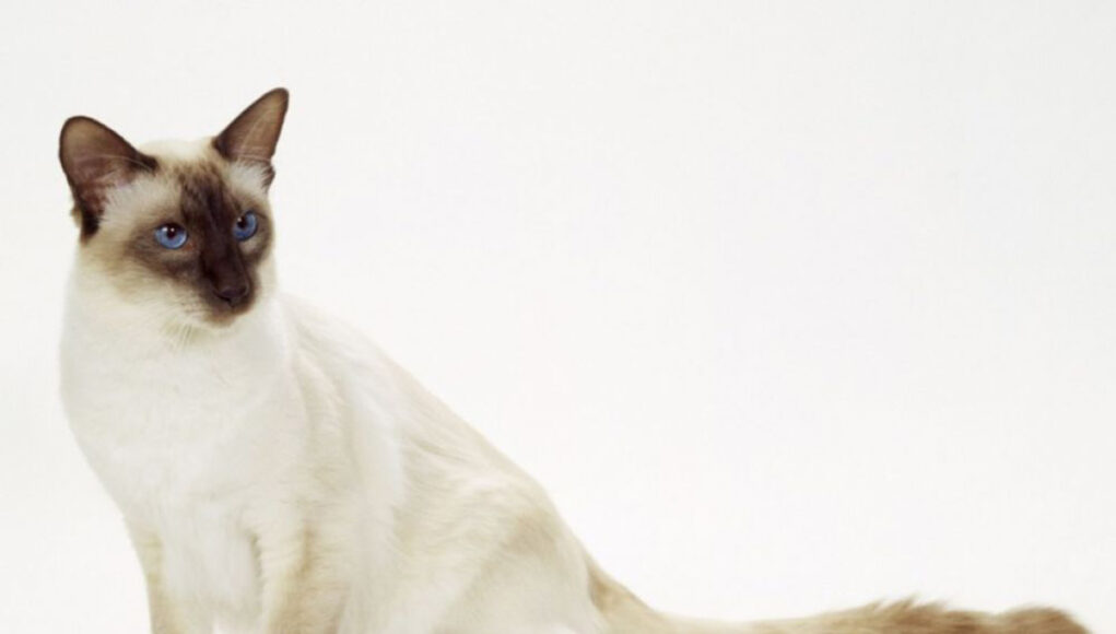 race de chat Balinais