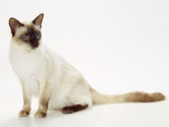 Le Balinais : caractère, santé, entretien, prix et alimentation race de chat Balinais