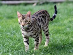 Le Bengal : caractère, santé, entretien, alimentation et budget race de chat du Bengal
