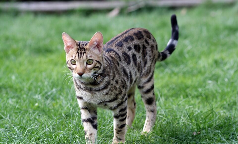 race de chat du Bengal
