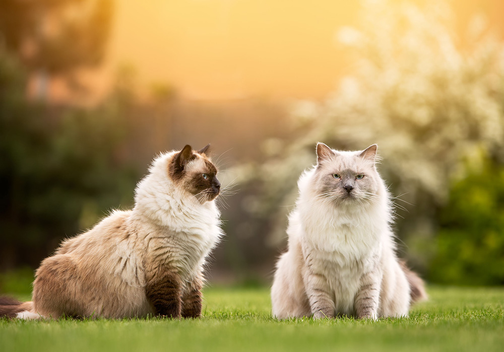 race de chat Ragdoll