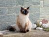 Le Siamois : caractère, santé, alimentation, prix et entretien race de chat Siamois