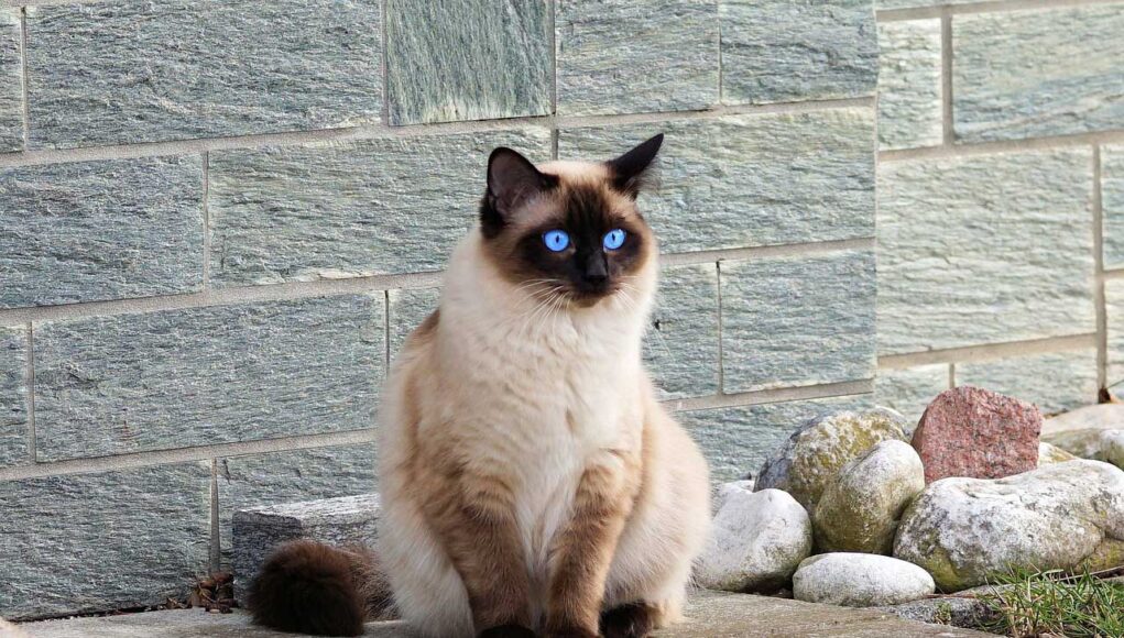 race de chat Siamois