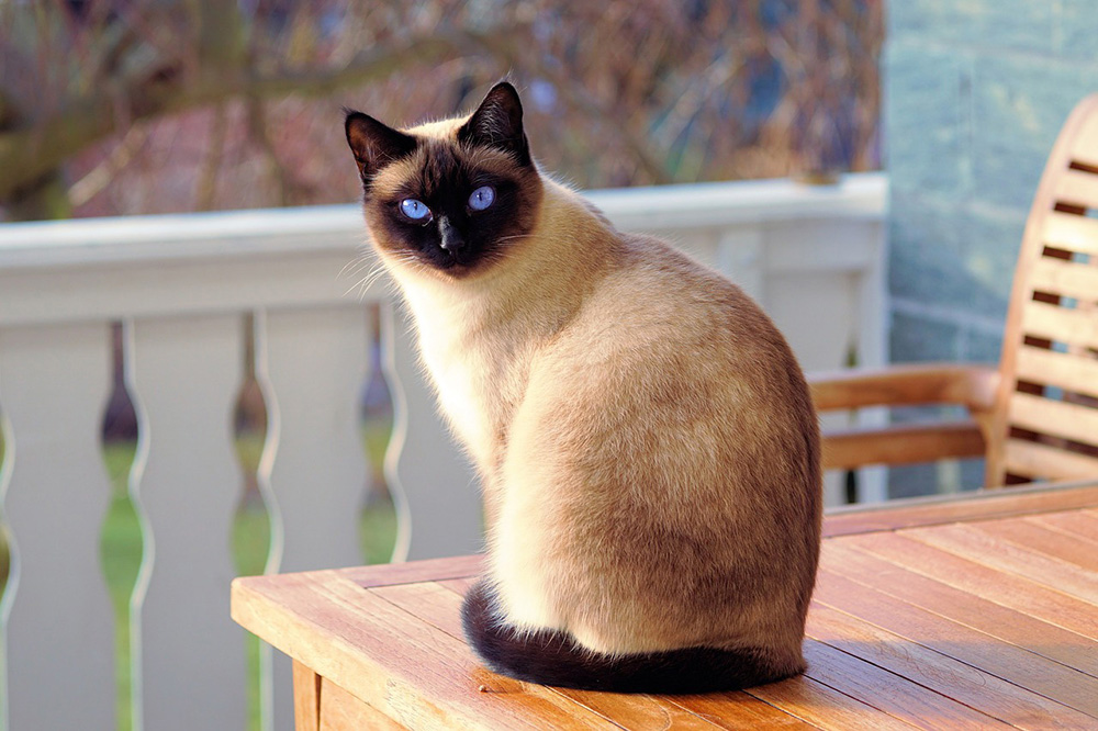 race de chat Siamois