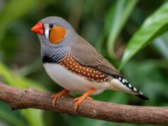 Le Diamant mandarin : caractère, soin, alimentation, mode de vie et reproduction