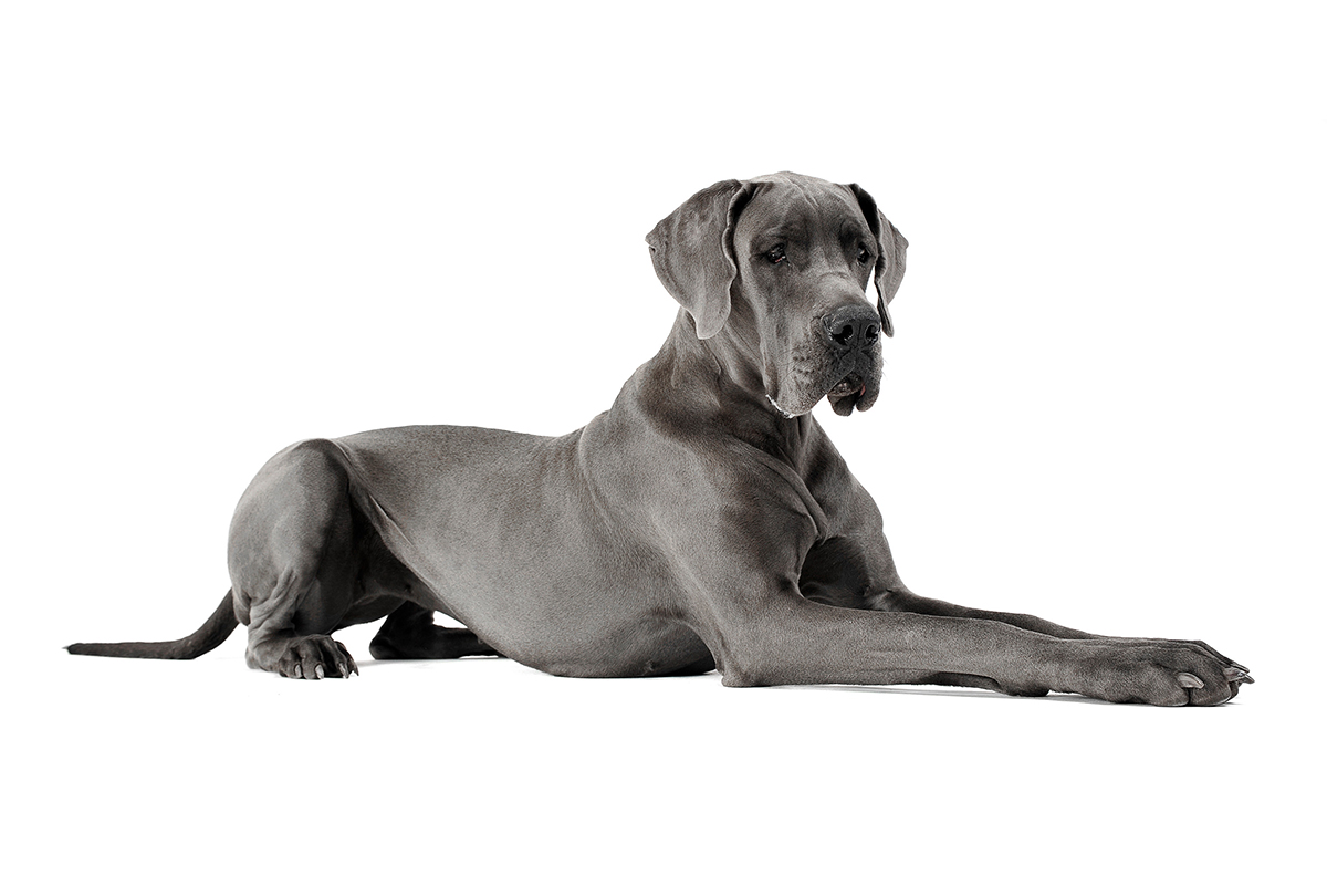 Dogue Allemand