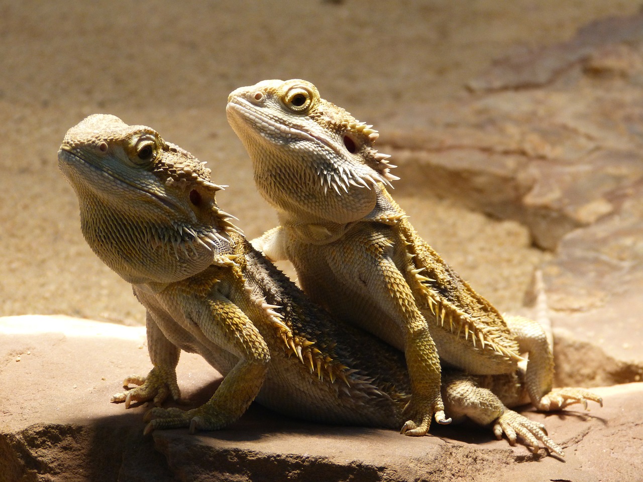 Dragon barbu