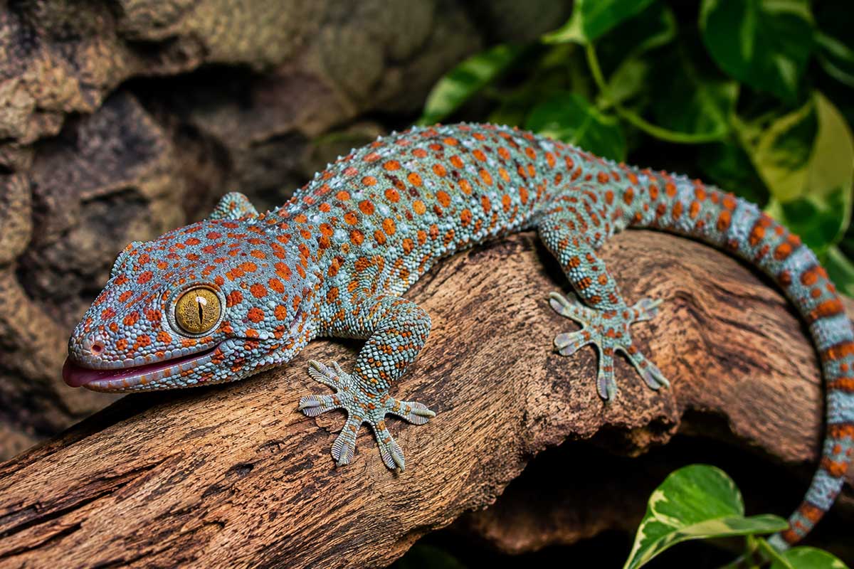 Gecko tokay