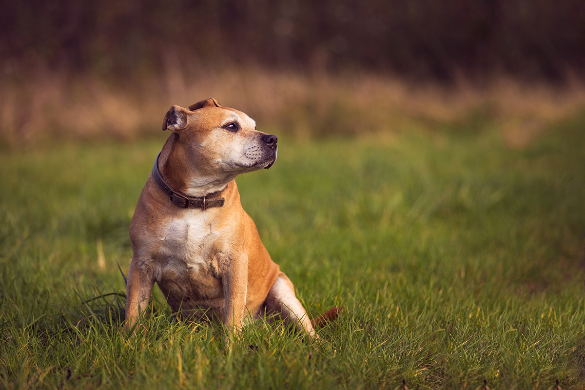 Staffordshire Bull Terrier