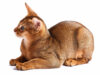 L’Abyssin : caractère, santé, alimentation, prix et entretien race de chat Abyssin
