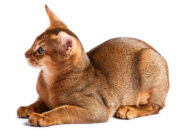 L’Abyssin : caractère, santé, alimentation, prix et entretien race de chat Abyssin