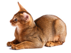 L’Abyssin : caractère, santé, alimentation, prix et entretien race de chat Abyssin