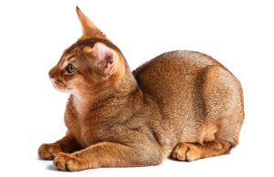 L’Abyssin : caractère, santé, alimentation, prix et entretien race de chat Abyssin