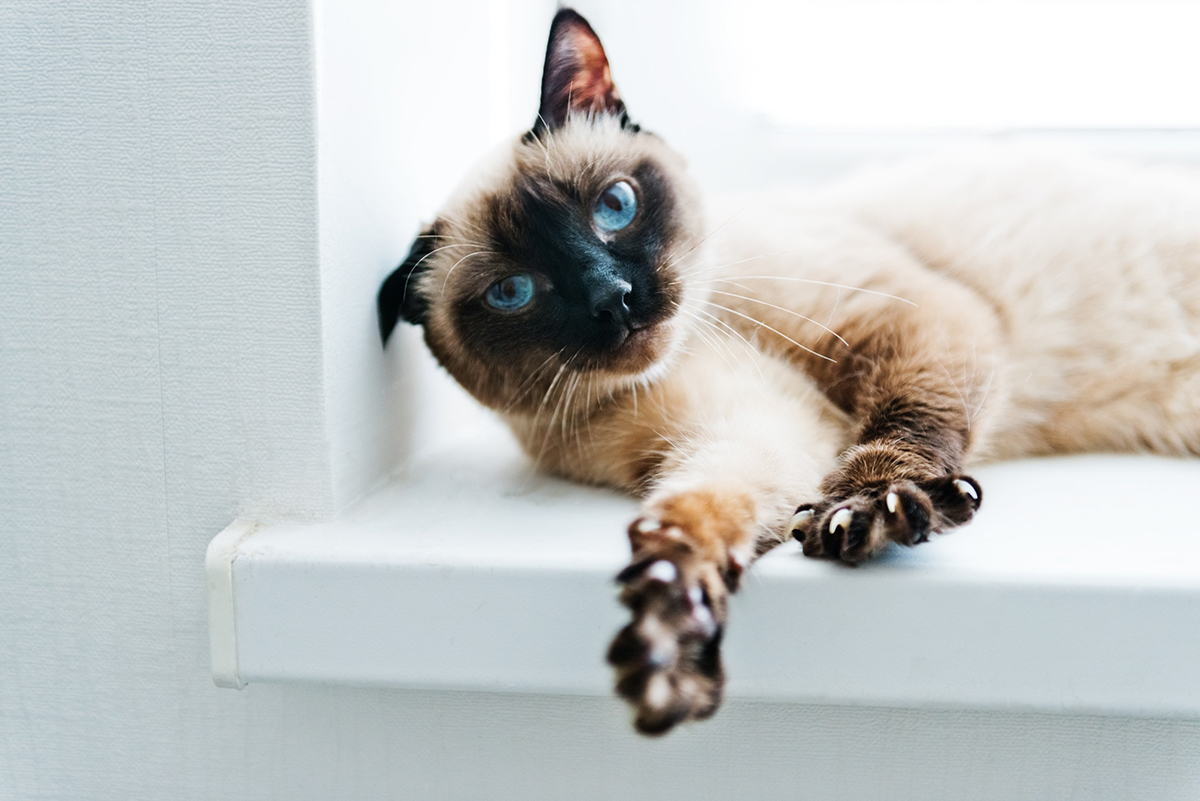 race de chat Balinais