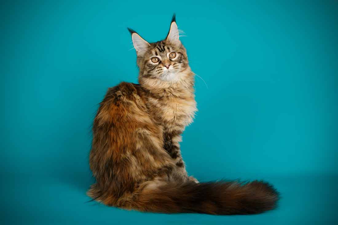 Maine Coon