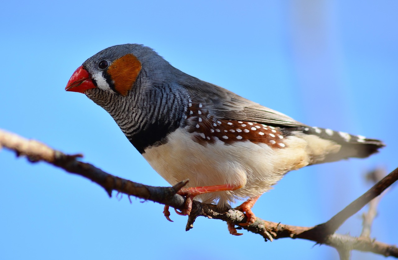 Diamant mandarin