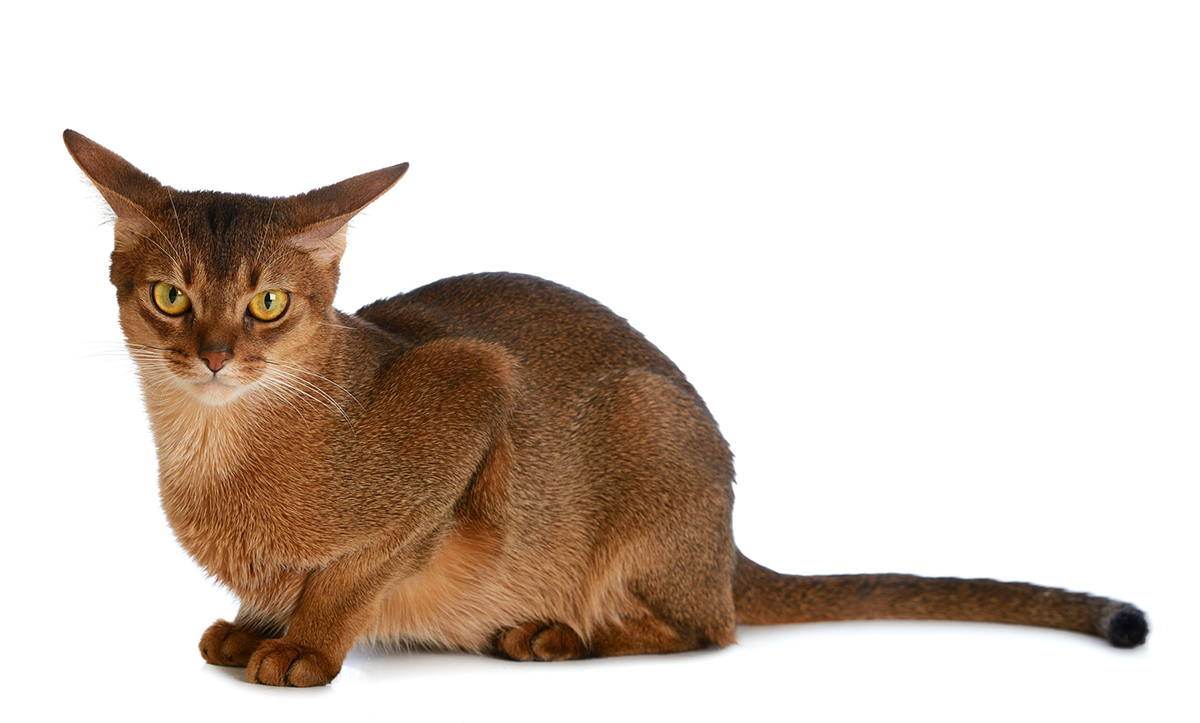 race de chat Abyssin