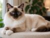 Le Sacré de Birmanie : caractère, santé, entretien, prix et alimentation race de chat Sacré de Birmanie