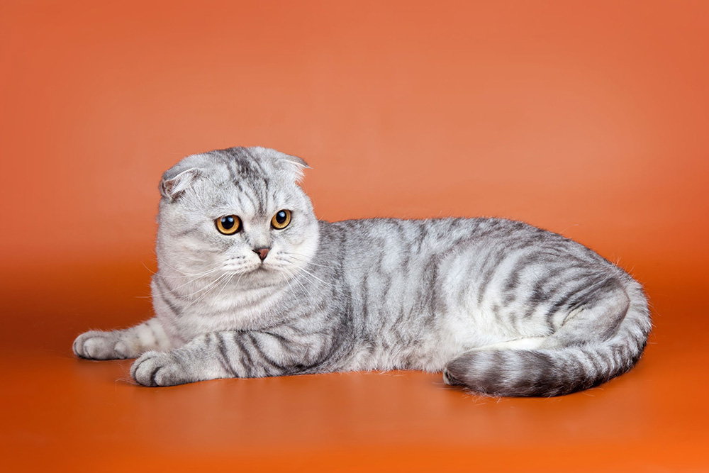 race de chat Scottish Fold