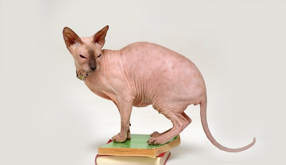 race de chat Sphynx