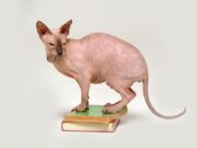 Le Sphynx : le chat nu à la personnalité unique race de chat Sphynx