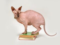 Le Sphynx : le chat nu à la personnalité unique race de chat Sphynx