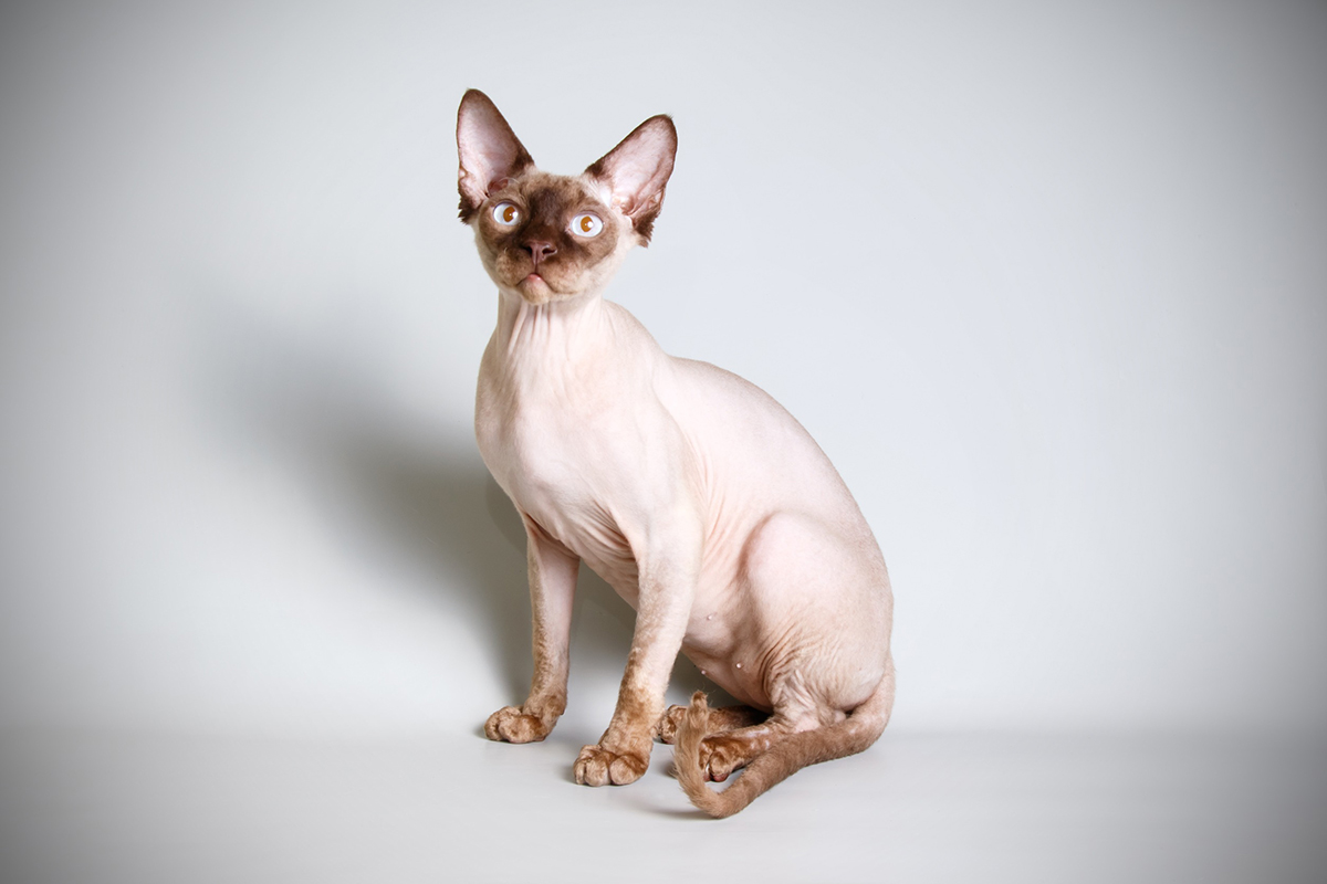 race de chat Sphynx