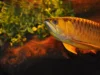 Premier aquarium : 10 erreurs à éviter avant les poissons Aquarium tropical planté avec poisson
