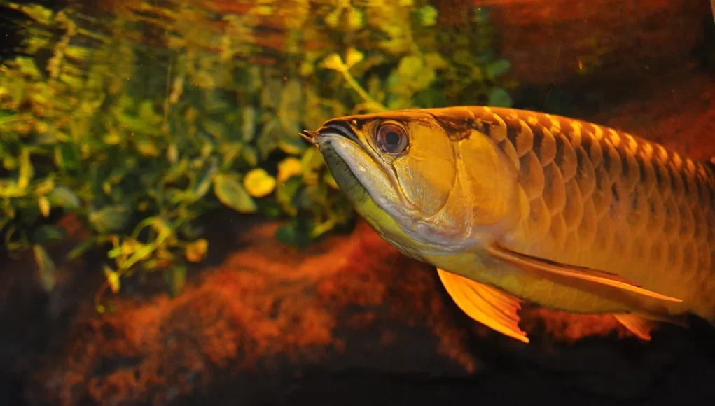 Aquarium tropical planté avec poisson