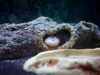 Axolotl : habitat, régénération et statut sauvage Axolotl clair aux branchies externes dans un aquarium