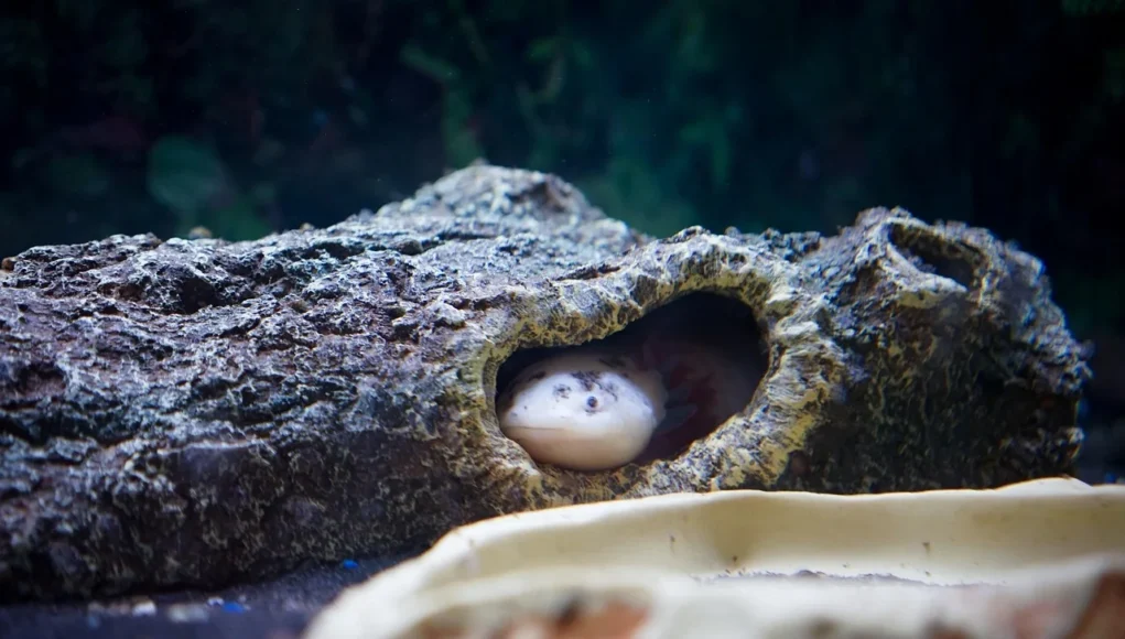 Axolotl clair aux branchies externes dans un aquarium