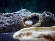 Axolotl : habitat, régénération et statut sauvage Axolotl clair aux branchies externes dans un aquarium