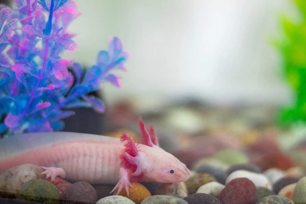 Axolotl sombre posé sur le fond d’un milieu aquatique