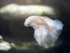 Betta splendens : pourquoi le petit bocal ne suffit pas Betta splendens dans un aquarium
