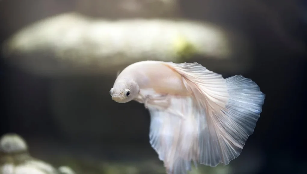 Betta splendens dans un aquarium Betta splendens dans un aquarium