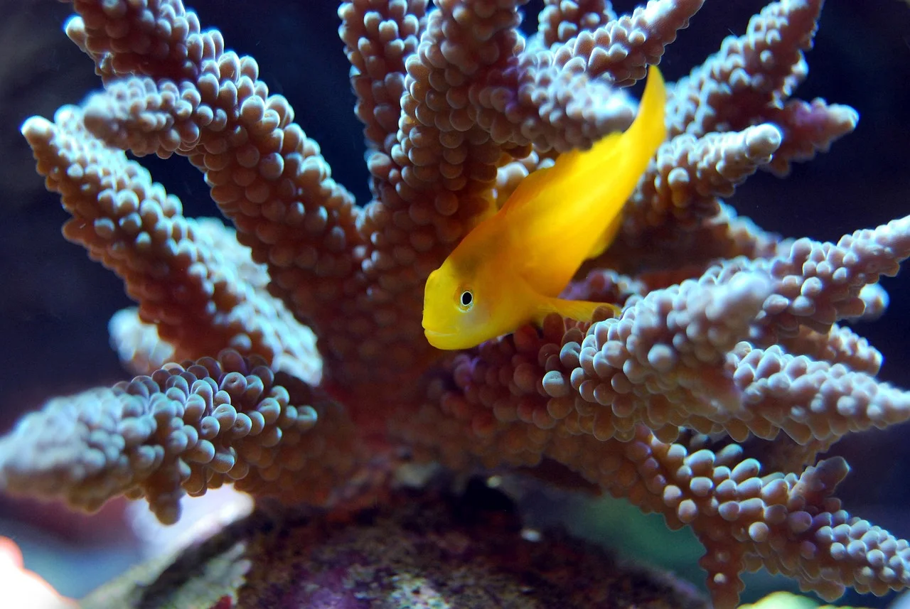 Coraux et poissons dans un récif tropical, image d’illustration