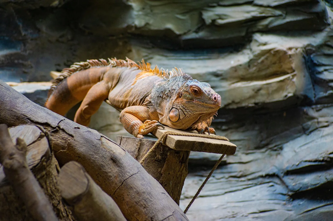 Gecko sur un support minéral