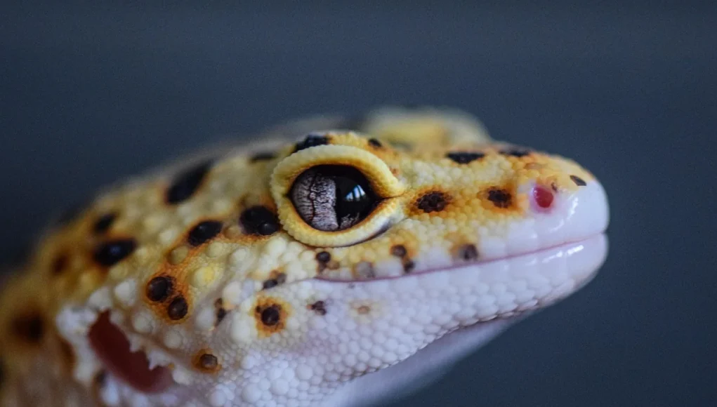 Gecko léopard vu de près Gecko léopard vu de près