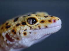 Terrarium du gecko léopard : chaleur, dimensions et aménagement Gecko léopard vu de près